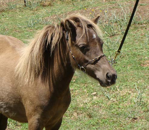 Wesco Farms Chance Encounter